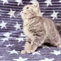 بچه گربه بریتیش فضول|گربه|اهواز, شهرک برق|دیوار