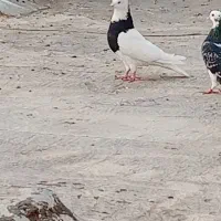 کبوترطوقی نر