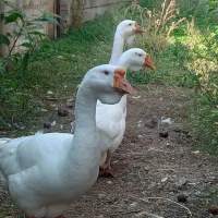 قوغاز