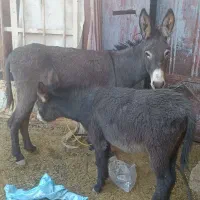 الاغ|حیوانات مزرعه|رودشت (چهارمحال و بختیاری), |دیوار
