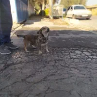 سگ پا کوتاه