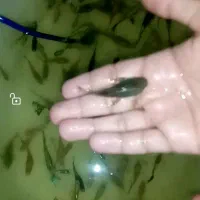 ماهی کت پوزه ای