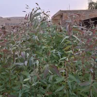 نهال آکالیپتوس|خدمات باغبانی و درختکاری|اندیمشک, |دیوار