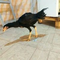 جوجه خروس لاری۴ماهه