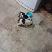 واگذاری دو عدد توله آلابای نر و ماده|سگ|تهران, استاد معین|دیوار