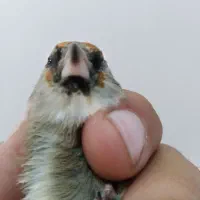 سهره کرمانی ماده