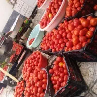 آبگیری ( آب گیری ) گوجه و انگور با دستگاه (آبگوجه)