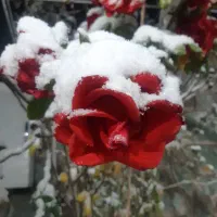 ۱۸۵ متر ویلا روستای اسفید|فروش خانه و ویلا|قاهان, |دیوار