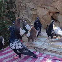 ۱۱عدد سینه ای ۵تومن