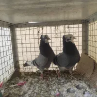 کبوتر شازده سبز عالی|پرنده|تهران, کیانشهر|دیوار