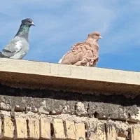 زرد دم سفید