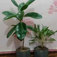 دوعدد گیاه بزرگ