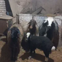 میش|حیوانات مزرعه|لاران, |دیوار