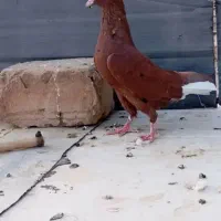 کبوتر رنگی معاوضه یا فروش|پرنده|بیرجند, |دیوار