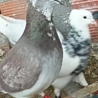 پلنگی سرخ|پرنده|گرمخان, |دیوار