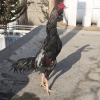 خروس‌اوشامو‌‌