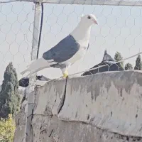 نر پشتی پلاکی