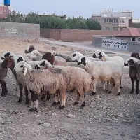 ۲۰راس شیشک میش ترکی داشتی صحرایی آبستن