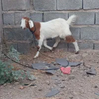 کهره ماده مردهک