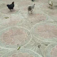 خروس|حیوانات مزرعه|جونقان, |دیوار