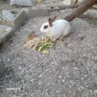 خرگوش لپ خیلی باهوش