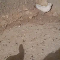 یک قطعه دونبی ماده