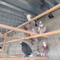 غریب گیری|پرنده|وحیدیه, |دیوار