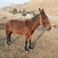 قاطر