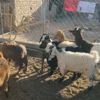 6عددبزغاله|حیوانات مزرعه|بردسکن, |دیوار