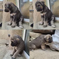 توله ماده پژدر