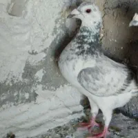 لباس|حراج|قوچان, |دیوار