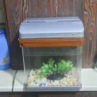 آکواریوم شرکتی چراغ دار ماهیران