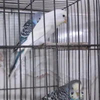 مرع عشق|پرنده|مشکین‌دشت, |دیوار