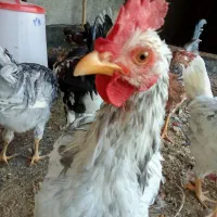 مرغ وخروس گلین اصل،چهل تاج،طوسی،ریش و کاکل فول|حیوانات مزرعه|طرقبه, |دیوار