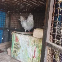 کبوتر|پرنده|فهرج, |دیوار