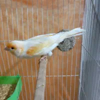 قناری نر موزاییکی ،مست خون شلاقی