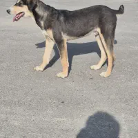 سگ ژمن دورگه شادگان