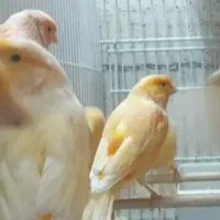 قناری|پرنده|قم, سراجه (۱۵ خرداد)|دیوار