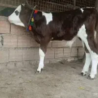 خرید و فروش انواع گوساله|حیوانات مزرعه|کهنوج, |دیوار