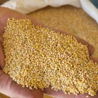 خوراک پرندگان به صورت عمده