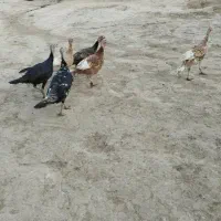 باسلام شش عدد بوقلمون به فروش میرسند|حیوانات مزرعه|آبدانان, |دیوار