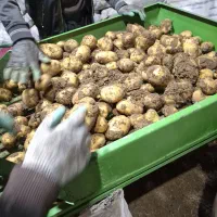 بذ ر سیب خاکی