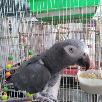 کاسکو.ملنگو.گرینچیگ.عروس هلندی