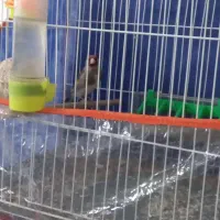 سهره کرمانی