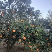 پرتقال تامسون ۴۰