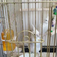 عروس هلندی|پرنده|تهران, چیتگر شمالی|دیوار