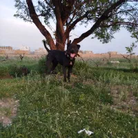 سگ پیتبول