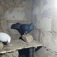 کبوتر المانی