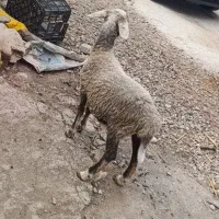 فروش دوعدد ماده توقلی  سالم سرحال