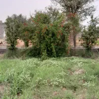 فروش باغ ۵۷۰۰متری در دزفول روستای شوهان علیا|فروش دفتر صنعتی، کشاورزی، تجاری|دزفول, |دیوار